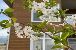 Malina guest house, Basteri