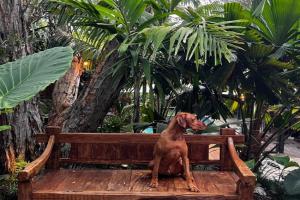 Beach Jungle - Pet-Friendly Hot Tub, Firepit & Pool in Beachside Hideaway Guest house, Byron Bay