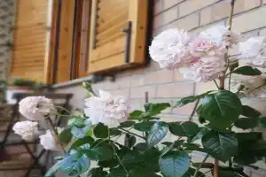 ScacciaPensieri vicino al Policlinico e al Centro città Apartments, Siena