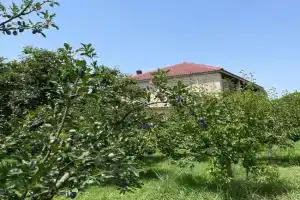 Villa Mance, Berat