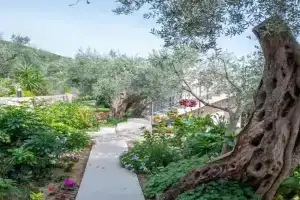 Rustic Olive House, Ulcinj