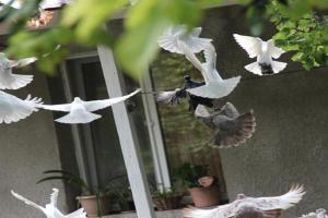 Hayk B&B (in Sanahin) Mini-hotel, Alaverdi