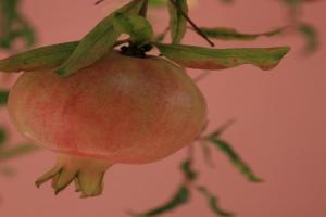 Η Ροδιά - Rodia Apartments, Agios Nikolaos