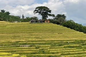 Best View Homestay, Sapa