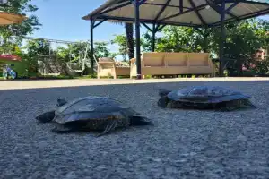 Batumi Aparthotel 22D, Makhinjauri