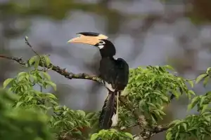 Sigiri Birds Hostel, Sigiriya