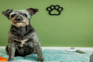 Gasthaus Deichkieker - Wo die Nordsee dich umarmt und Erholung beginnt, Horumersiel