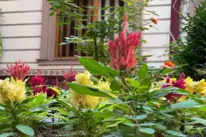 B&B Giza Guest house, Samarkand
