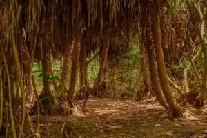 Vikindu forest campsite, Dar es Salaam