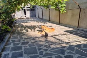 Lux Apartmant Tea, Akhaltsikhe