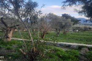 Ali dede Guest house, Kirazli