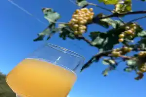 Wine tasting - Kitesa's wine cellar Guest house, Mtskheta