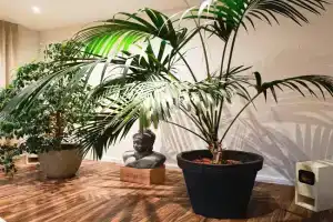 Oase der Ruhe- Übernachten in der Gesundheitspraxis im Herzen von Apartments, Basel