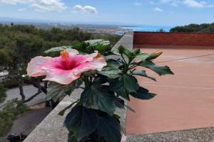 Hibiscus Apartments, Castiglioncello