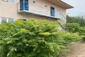 Kubat Guest house, Bosteri