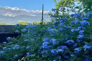 plumbago blue Apartments, Ameglia