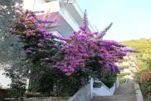 4M Apartments, Petrovac