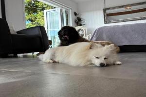 A retreat where pets are part of the holiday Apartments, Tauranga