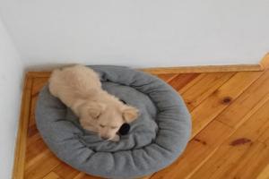 Perederzhka zhivotnyh Zoogostinnitsa Zoootel, Chubynske