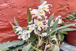 Bhattidanda Fresh & Natural Homestay, Dhulikhel