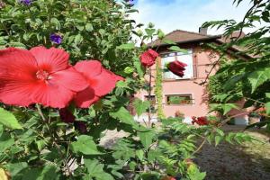 Family-Friendly Apartment, Freiburg