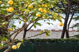 Lemon House YELLOW, Pisa