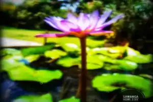 Sawanga Home Stay Guest house, Weligama