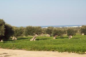 Masseria Ricci Apartments, Savelletri