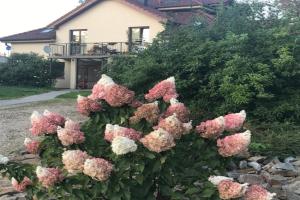 Apartman Harmonia 60m2, Podebrady