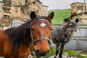 Bori's Guesthouse, Ushguli