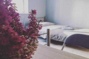 Lawendowy Hostel Wrocław, Wroclaw