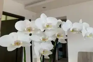 Orchidea Apartmanház Egerszalók, Egerszalok