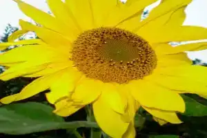" Strandläufer" Guest house, Burg auf Fehmarn
