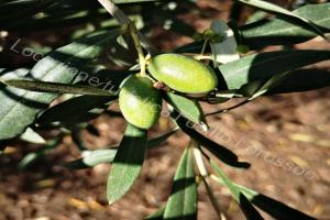 Locazione turistica Lorusso Apartments, Andria
