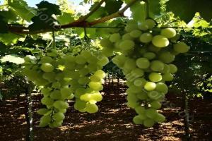 Locazione turistica Lorusso 1 Apartments, Andria