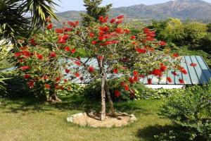 Apartment in villa 2 to 3 persons with large private garden, Capoliveri