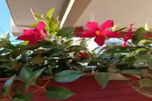 Peppe's house, Mascalucia