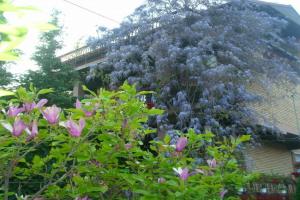 Apartman Wisteria, Vrane
