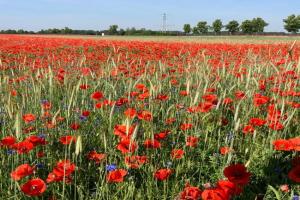 Lutki Dom Guest house, Lubben