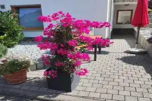 Ferienwohnung Moselzeit Apartments, Alken