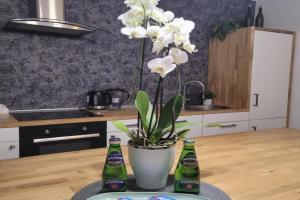 Apartament Pod Orzechem, Bydgoszcz