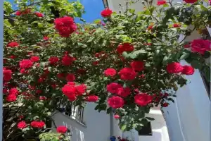 Διαμέρισμα Αγγελική Apartments, Makrinitsa