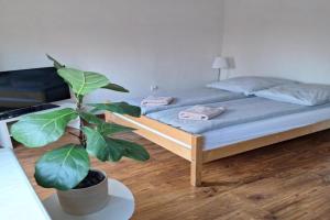 Apartament Żółkiewski, Sandomierz