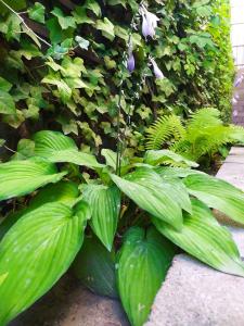 "Tumar" Guest house - 4