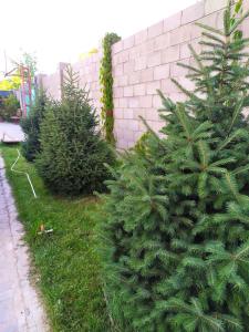 "Tumar" Guest house - 5