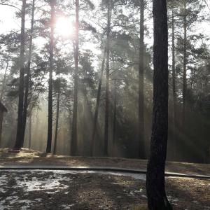 Nalibokskaya pushcha - 1