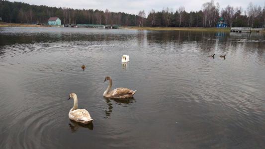Sanatorium Sosnovyy bor - 6