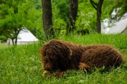 Piva Lake Glamping - 2