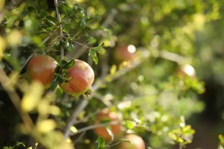 Anemomylos Houses - 12