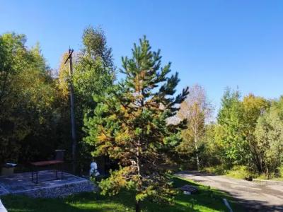 Forest gate (ex.Comfort Plus) - 12